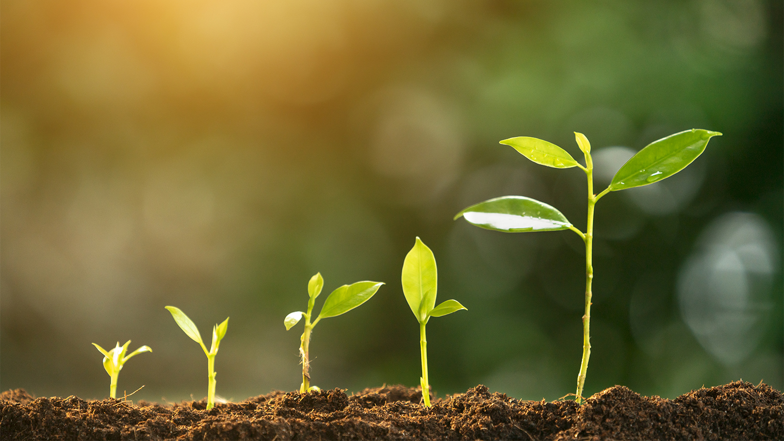 Se abre una puerta al 'rediseño' de la fotosíntesis de cultivos para mayores rendimientos agrícolas - ChileBIO