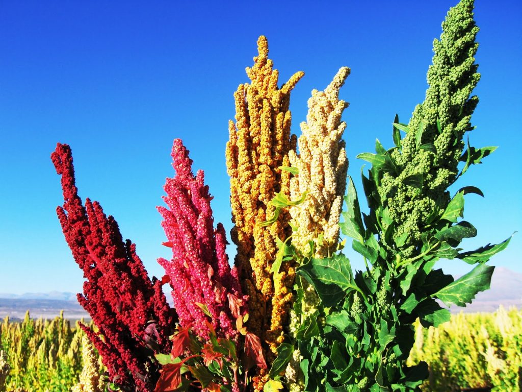 quinoa calor tolerancia