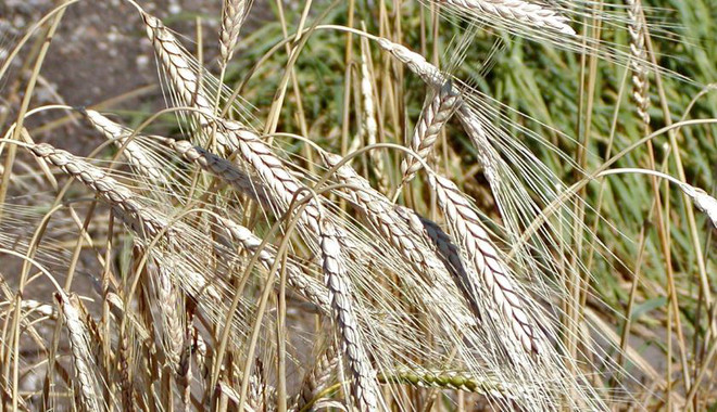 triticum turgidum