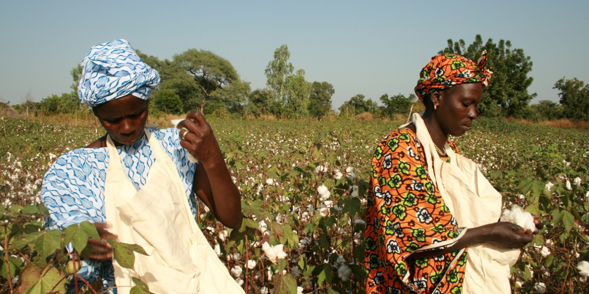 algodón en kenia