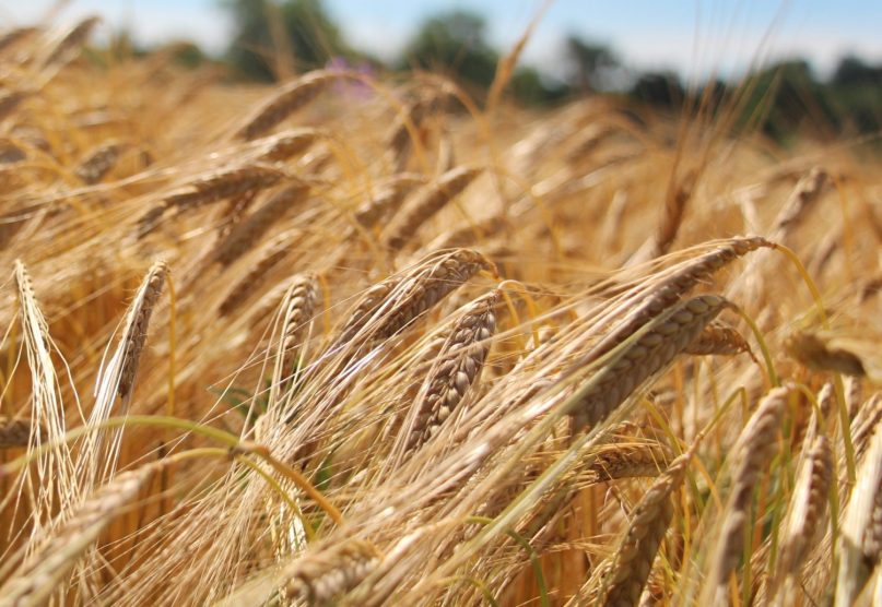 Desarrollan una variedad de trigo más nutritivo y resistente - ChileBIO