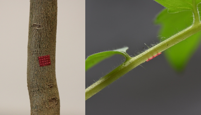 Desarrollan nuevo sistema de inyección de alta precisión para plantas -  ChileBIO