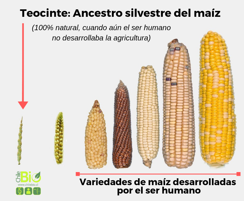 Como hacer palomitas dulces caseras fácil