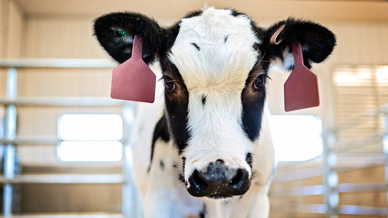 vaca genéticamente modificada COVID