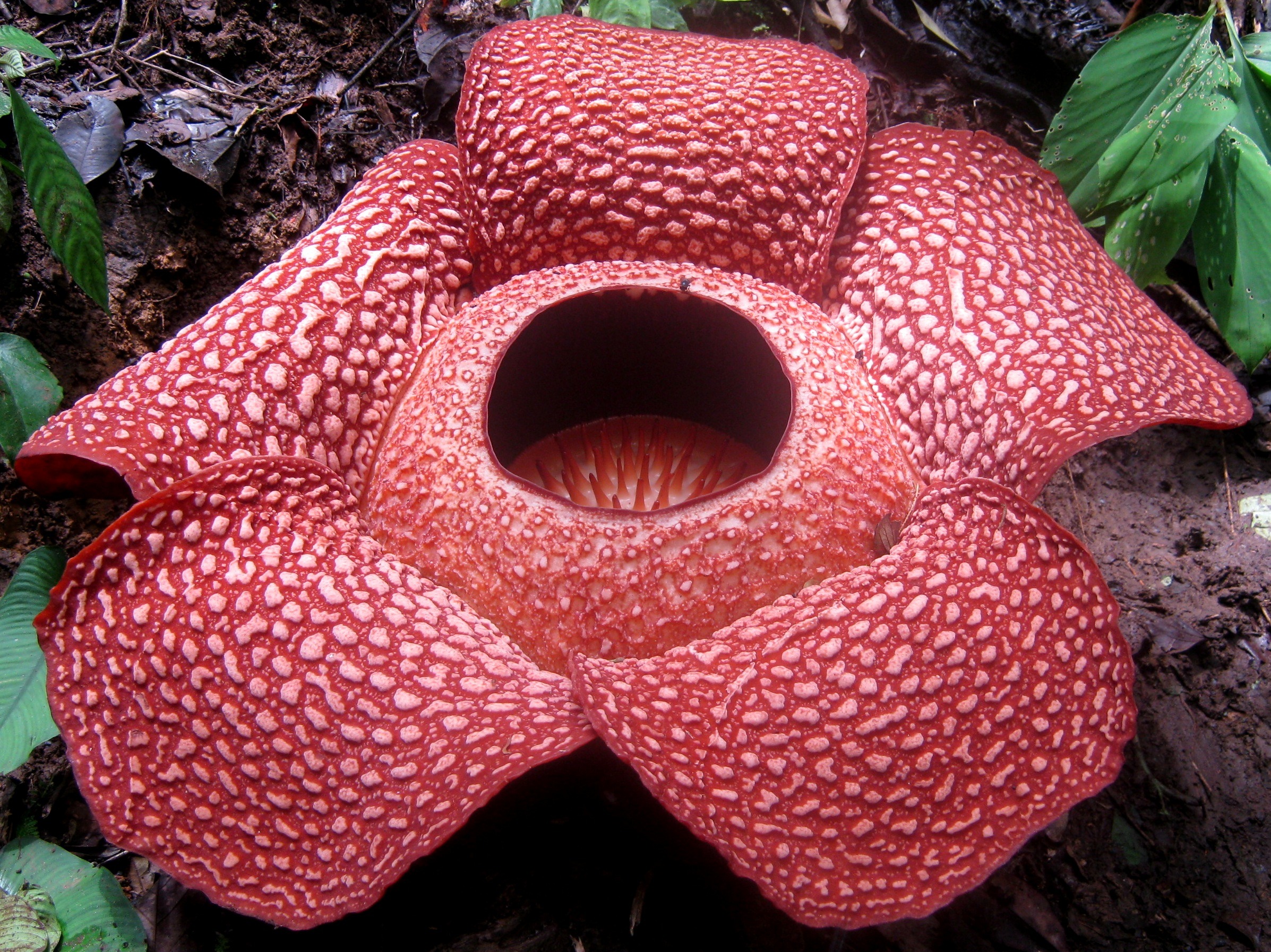 Rafflesiaceae