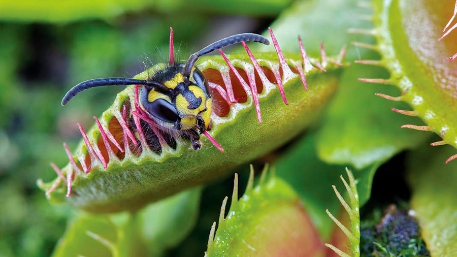 Con genes de plantas carnívoras se podrían desarrollar cultivos resistentes  a plagas y suelos infértiles - ChileBIO