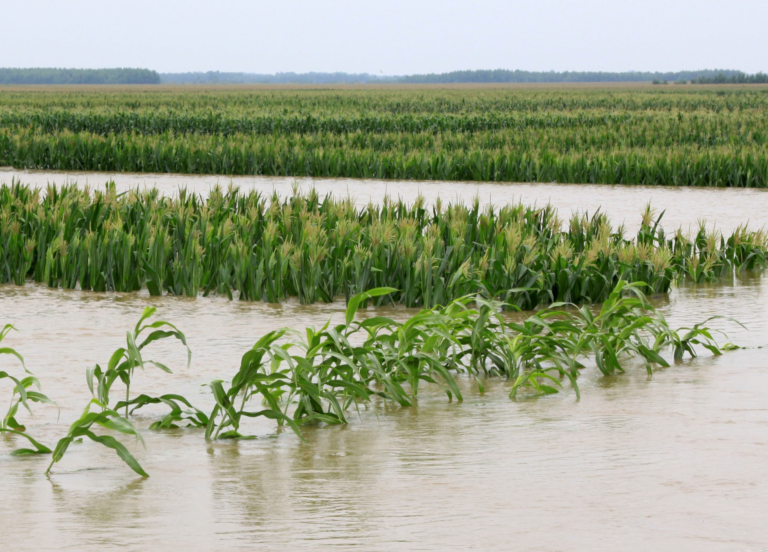resistencia a inundaciones en cultivos