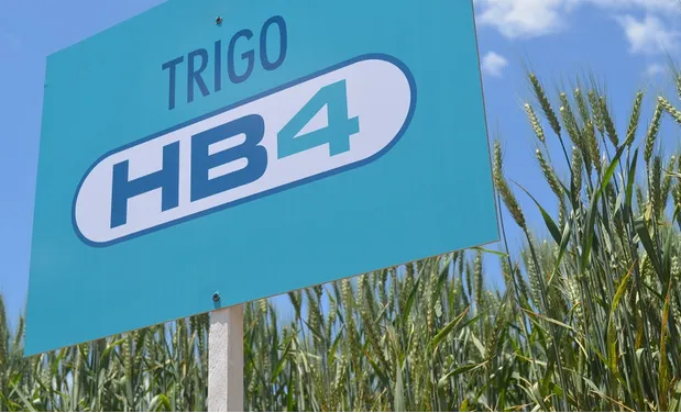 trigo HB4 aprobado por la FDA