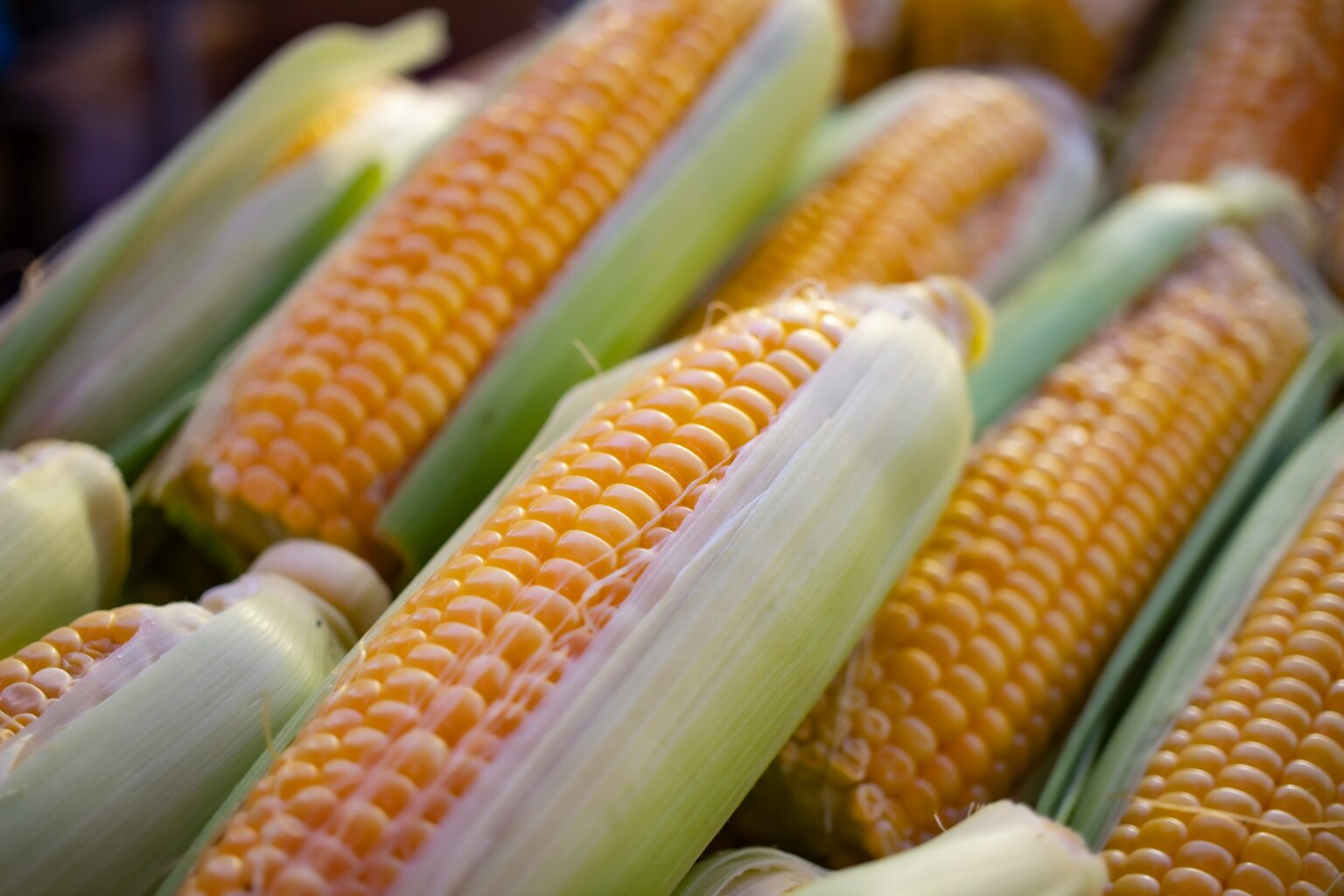 THE CONTROVERSY WITH TRANSGENIC CORN CONTINUES