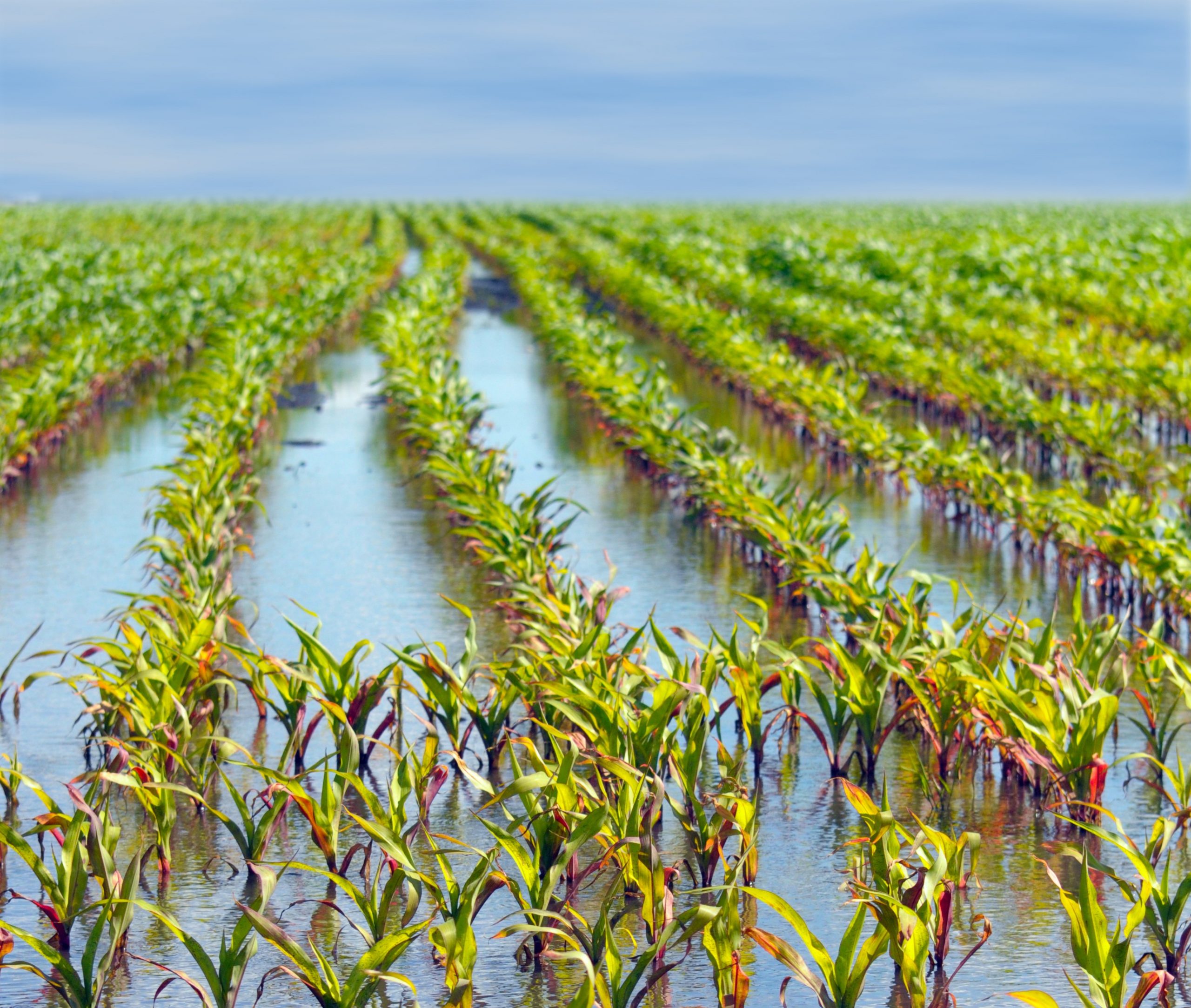 cultivos resistentes a inundaciones