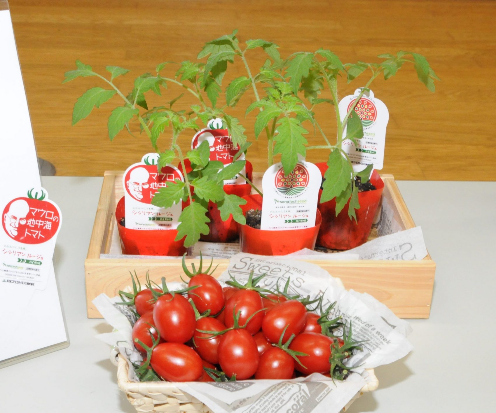 Tomate CRISPR Sanatech