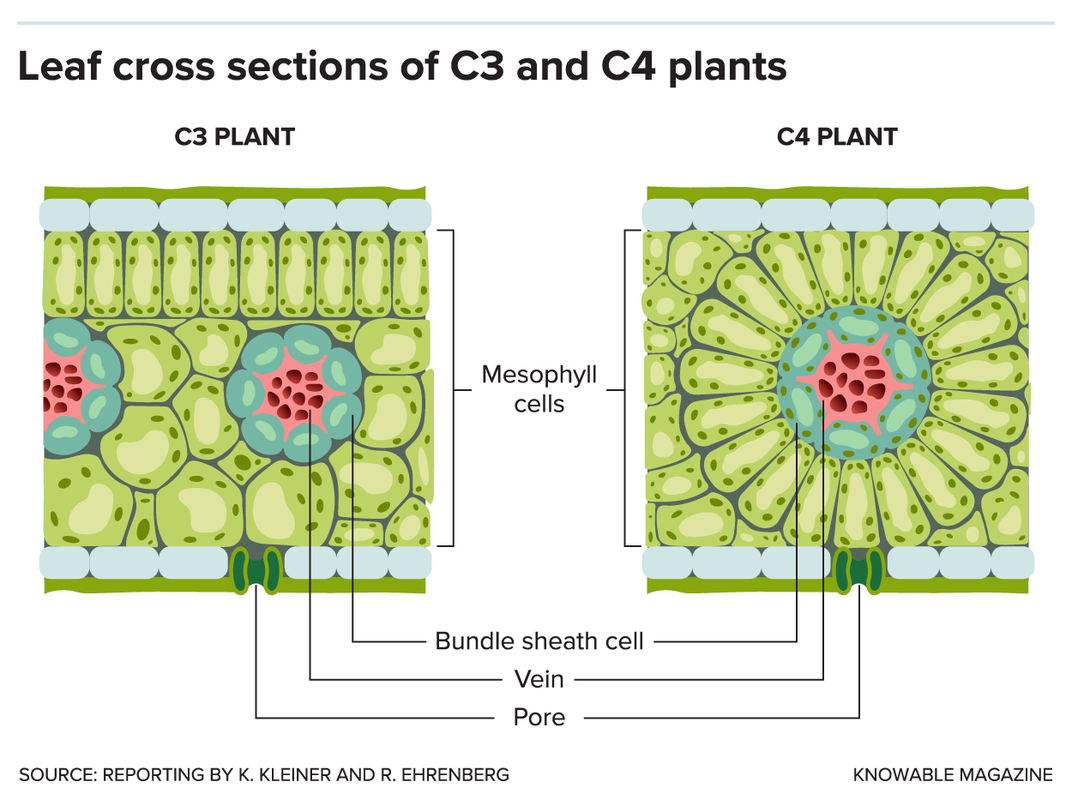 plantas c3 y c4