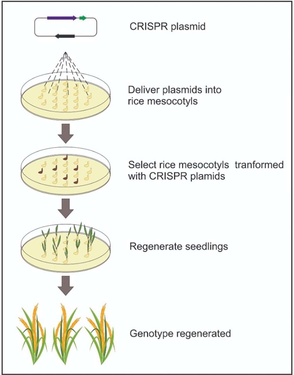 edición genética en arroz