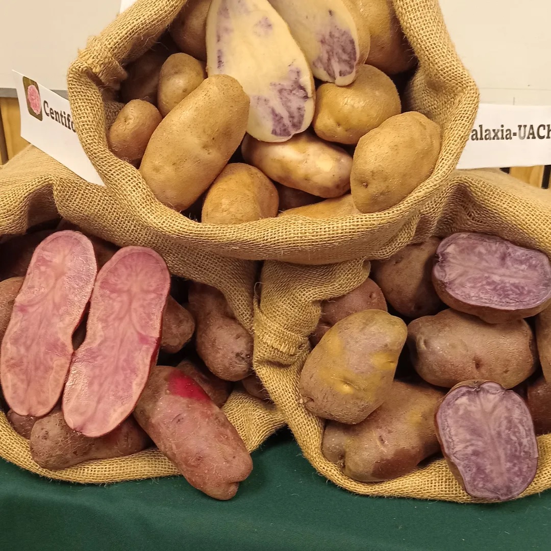 papas plus UACH